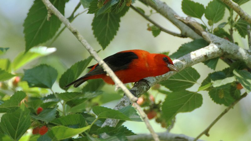Scarlet Tanager High Island_2010_04_24_3793.JPG